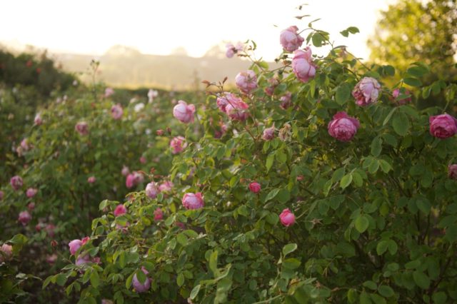 Roses in cutting garden