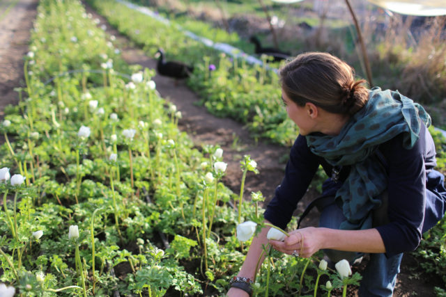 Erin Benzakein harvesting anemone flowers wearing a Block Shop scarf