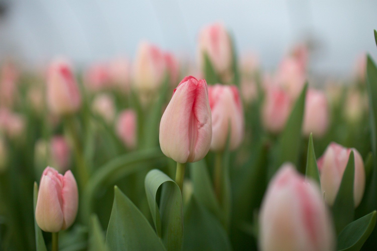 Tulips