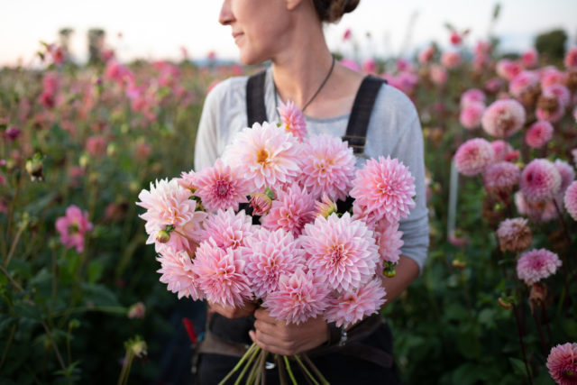 Erin Benzakein holds a bunch of Floret breeding dahlias