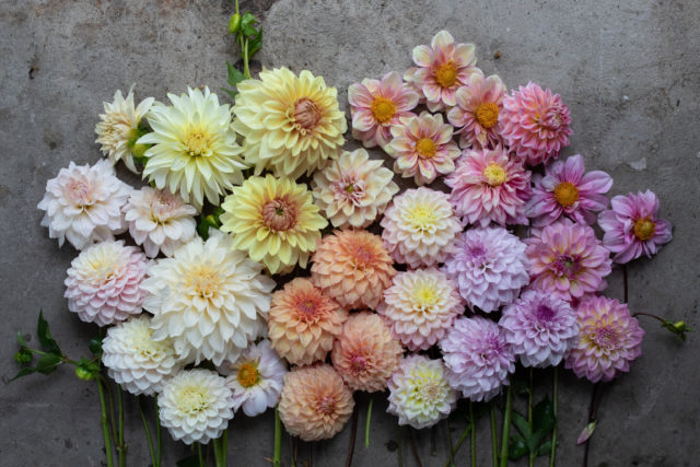 Overhead of Floret breeding dahlias