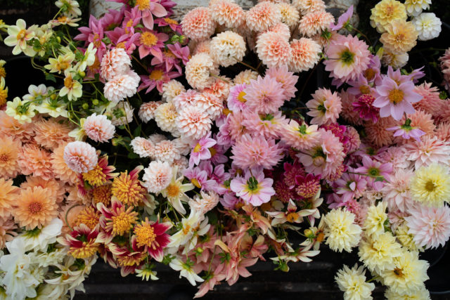 Overhead of buckets of Floret breeding dahlias