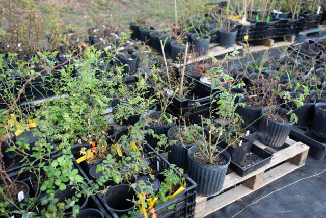 Pots of roses on pallets