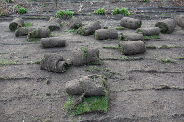 Rolls of lifted sod