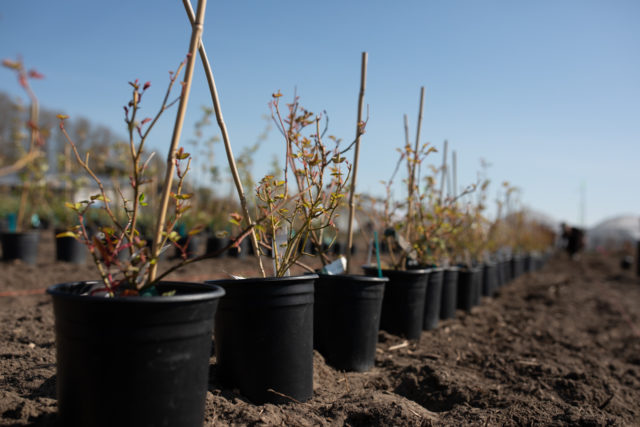 Rows of roses in pots