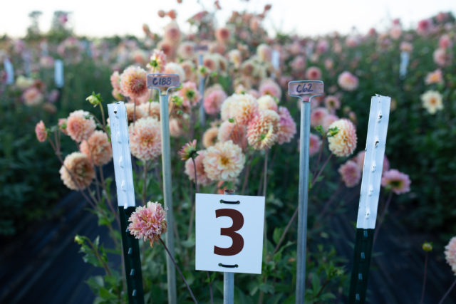 A row of breeding dahlias in the Floret field