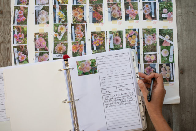 Overhead of Floret dahlia breeding binder