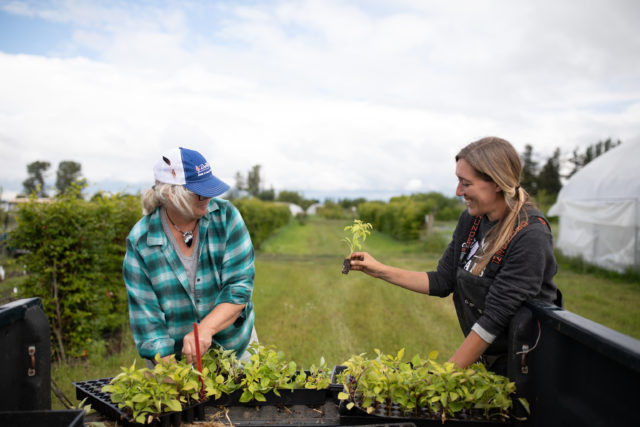 Erin Benzakein holds up a dahlia seedling ready to plant