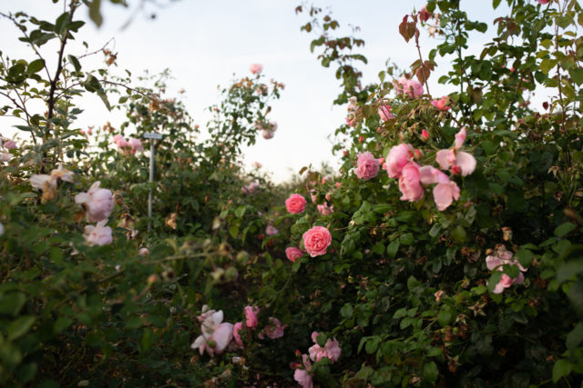 Roses growing in the Floret field