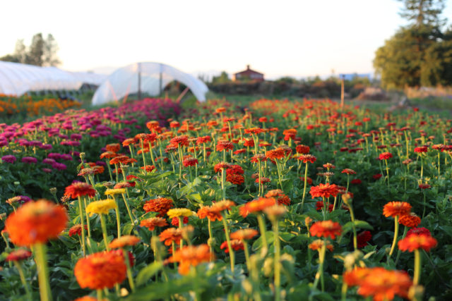 Field of zinnias at Floret Flower Farm