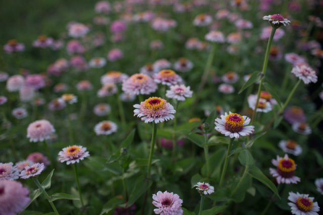 zinderella zinnia