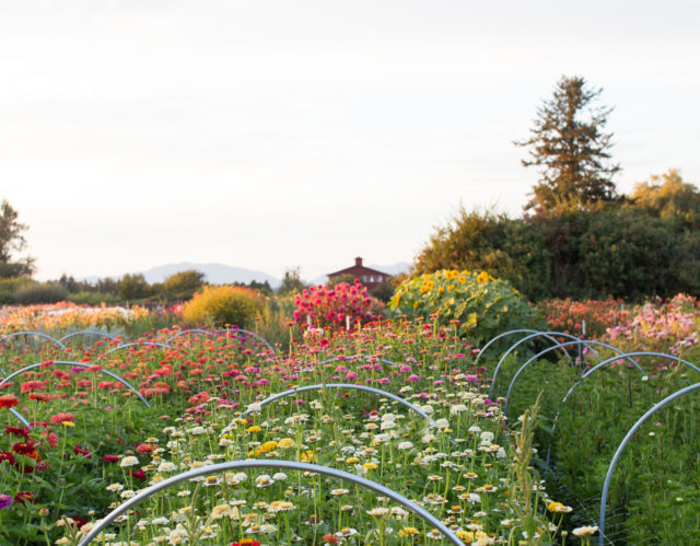 Field of zinnias at Floret Flower Farm