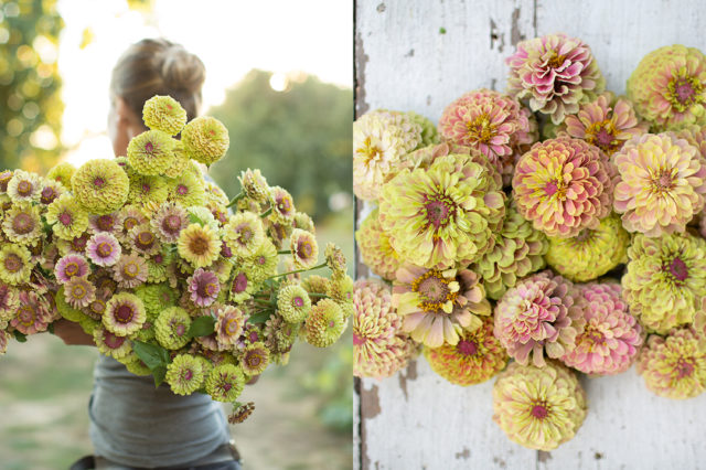 Queen Lime Blush Zinnias