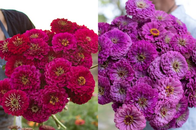 Wine and lilac zinnias