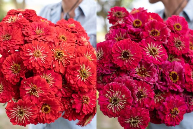 Bright coral and carmine zinnias